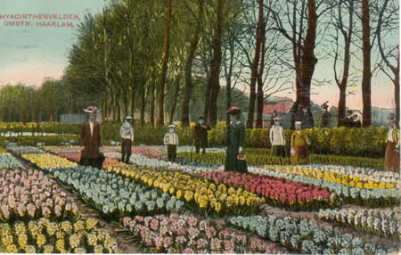 Hyacinth fields postcard